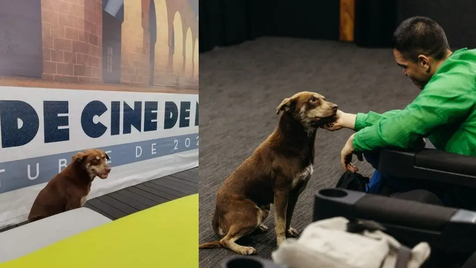 Cácaro, el viral perrito que se hizo famoso por orinarse en el Festival Internacional de Cine de Morelia