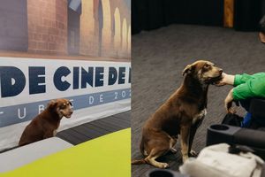 Cácaro, el viral perrito que se hizo famoso por orinarse en el Festival Internacional de Cine de Morelia