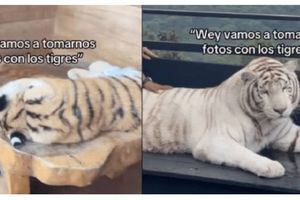 Tigres y pumas presuntamente drogados exhibidos en reserva turística de Jalisco