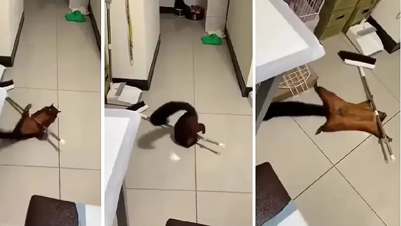 VIDEO: ¡Increíble! La ardilla se vuelve viral al fingir estar muerta. ¡No te lo pierdas!