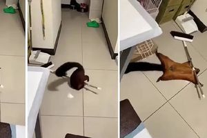 VIDEO: ¡Increíble! La ardilla se vuelve viral al fingir estar muerta. ¡No te lo pierdas!