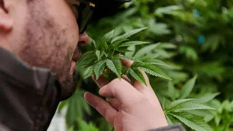 Estudios aseguran que el consumir marihuana te envejece más rápido