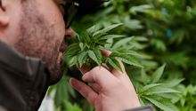 Estudios aseguran que el consumir marihuana te envejece más rápido