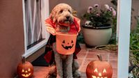 ¡Habrá concurso de disfraces de Halloween para perritos! Checa fecha y sede