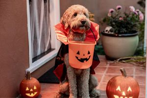 ¡Habrá concurso de disfraces de Halloween para perritos! Checa fecha y sede