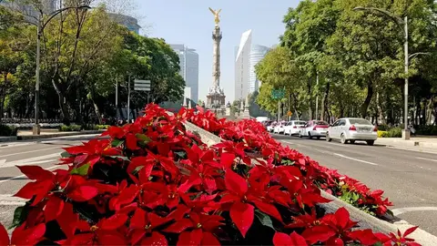 Navidad CDMX: Nochebuenas ya adornan Paseo de la Reforma
