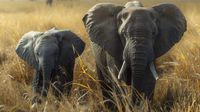 Zimbabue autoriza sacrificar elefantes ante crisis alimentaria; ambientalistas dicen que es inhumano