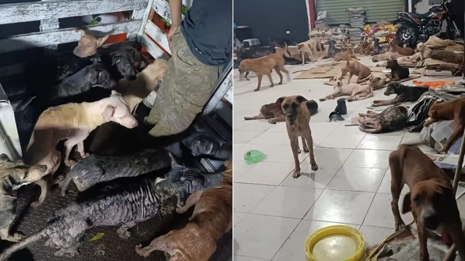 Estos son los centros de apoyo para ayudar a los animales por el huracán “John”