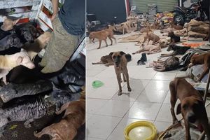 Estos son los centros de apoyo para ayudar a los animales por el huracán “John”