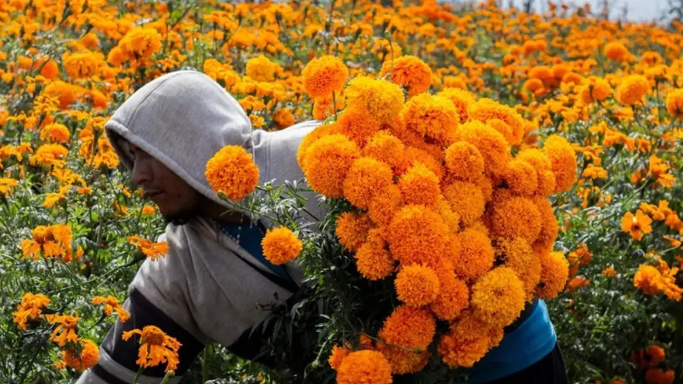 No tires la flor de cempasúchil, esto puedes hacer con ella después de la ofrenda de Día de muertos