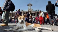 Ponen en adopción a lomitos peregrinos abandonados en la Basílica de Guadalupe
