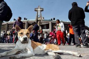 Ponen en adopción a lomitos peregrinos abandonados en la Basílica de Guadalupe