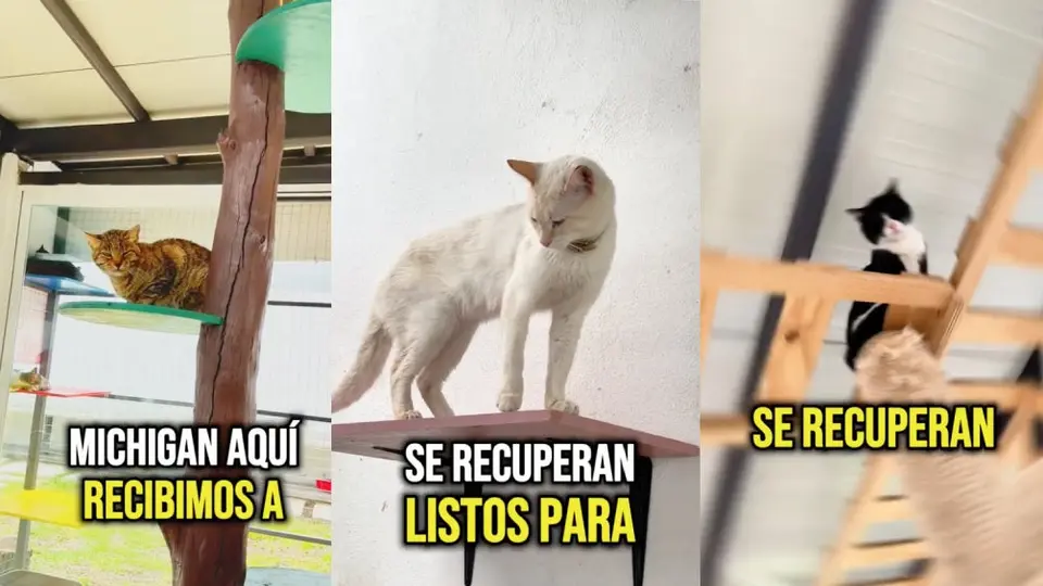 Conoce 'Michigan', el nuevo albergue para gatitos en CDMX