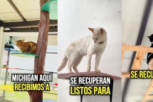 Conoce 'Michigan', el nuevo albergue para gatitos en CDMX
