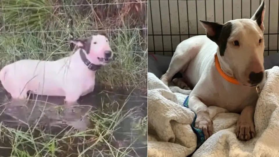 Detienen a la persona que abandonó a perrito amarrado en medio del huracán Milton
