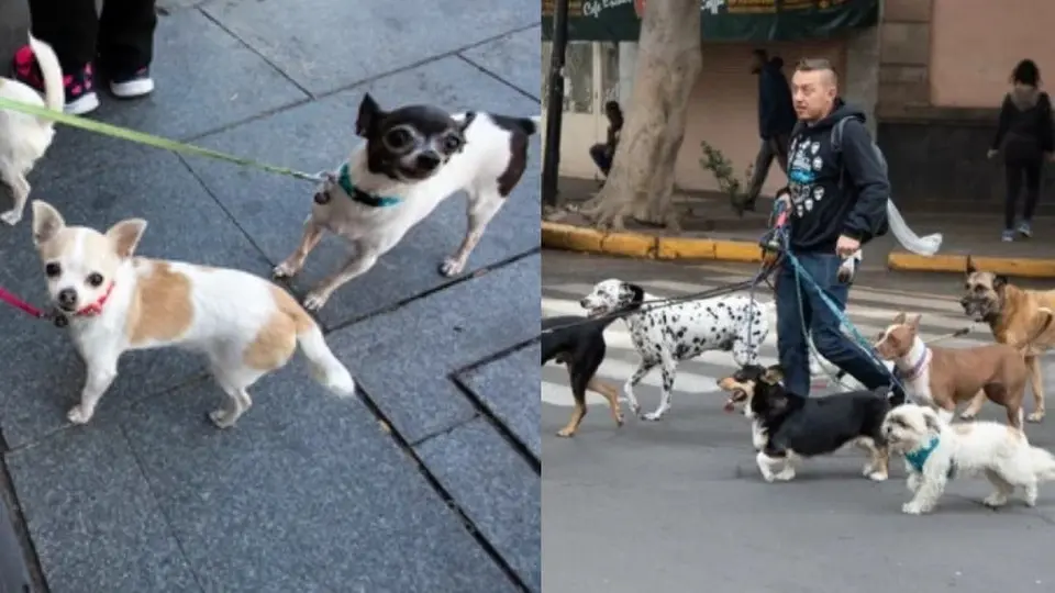 ¿Multa por pasear a tu perro sin correa en la CDMX? Esto sabemos
