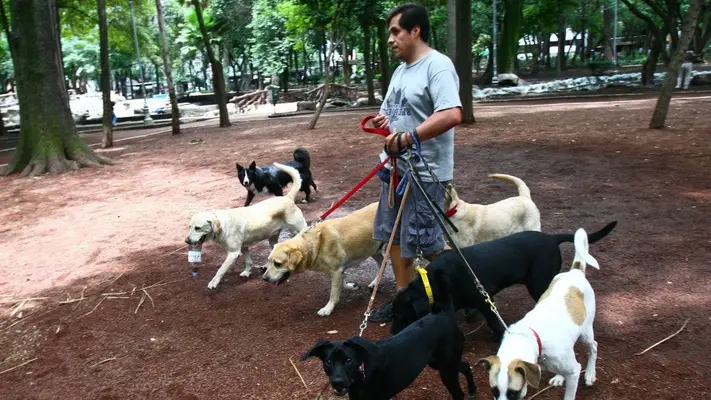 ¡Cuidado! Estas son las 7 razas de perritos que se roban en la CDMX