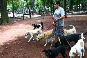 ¡Cuidado! Estas son las 7 razas de perritos que se roban en la CDMX