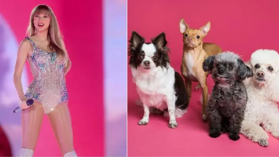 Taylor Swift marca tendencia entre los animales ¡Ahora miles de perros y gatos llevan su nombre!