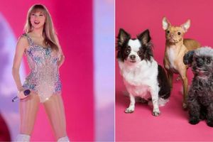 Taylor Swift marca tendencia entre los animales ¡Ahora miles de perros y gatos llevan su nombre!
