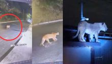 VIDEO: Captan a puma y a leona paseando por calles de México, en dos hechos distintos