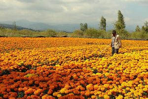 Día de Muertos: ¡Flores de cempasúchil a 15 pesos! Te decimos dónde