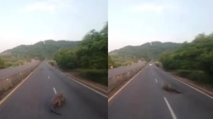 VIDEO: Captan a un enorme cocodrilo en la autopista Manzanillo-Colima