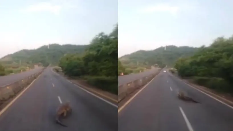 VIDEO: Captan a un enorme cocodrilo en la autopista Manzanillo-Colima