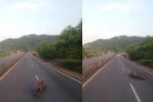 VIDEO: Captan a un enorme cocodrilo en la autopista Manzanillo-Colima