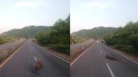 VIDEO: Captan a un enorme cocodrilo en la autopista Manzanillo-Colima