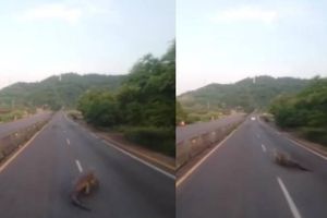VIDEO: Captan a un enorme cocodrilo en la autopista Manzanillo-Colima