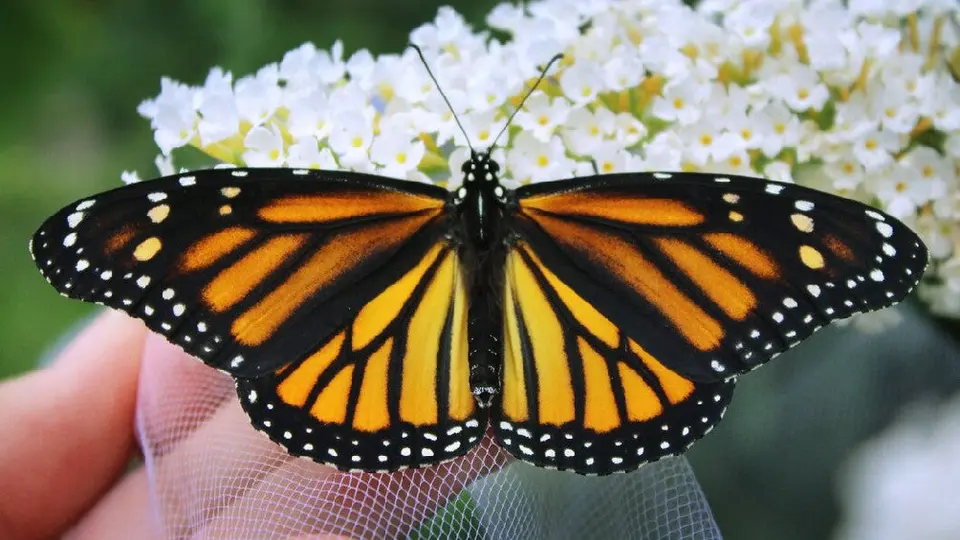 Buscan declarar a la mariposa monarca como especie amenazada
