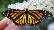 Buscan declarar a la mariposa monarca como especie amenazada