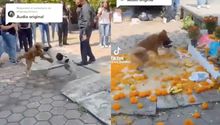 Lomitos destruyen ofrenda de Día de Muertos; nadie pudo hacer nada