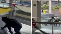 Captan a oso paseando dentro de un colegio en Monterrey, Nuevo León
