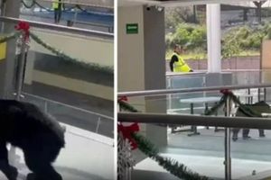 Captan a oso paseando dentro de un colegio en Monterrey, Nuevo León