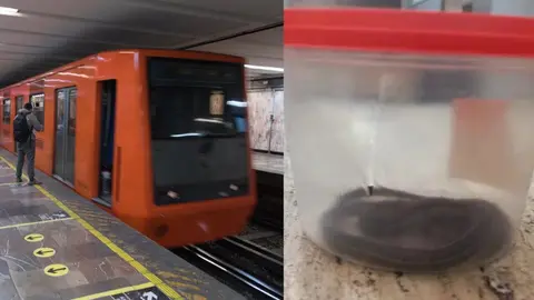 Tráfico de animales exóticos en CDMX: Encuentran en Metro otro reptil en la mochila de un hombre