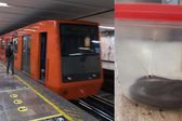 Tráfico de animales exóticos en CDMX: Encuentran en Metro otro reptil en la mochila de un hombre