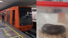 Tráfico de animales exóticos en CDMX: Encuentran en Metro otro reptil en la mochila de un hombre