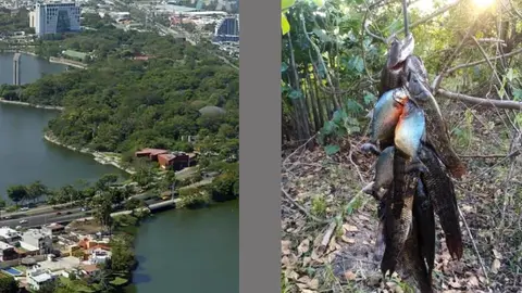 Encuentran pirañas en ríos de Tabasco, expertos dicen podría tratarse de una invasión de especie
