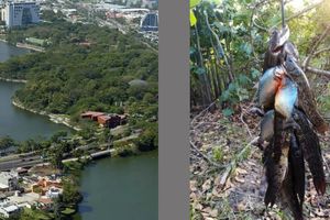 Encuentran pirañas en ríos de Tabasco, expertos dicen podría tratarse de una invasión de especie