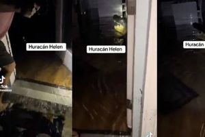VIDEO:Una familia en Florida encuentra un cocodrilo en su sala tras el huracán