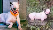Perrito que fue rescatado en Florida tras paso del huracán Milton ya está en proceso de adopción