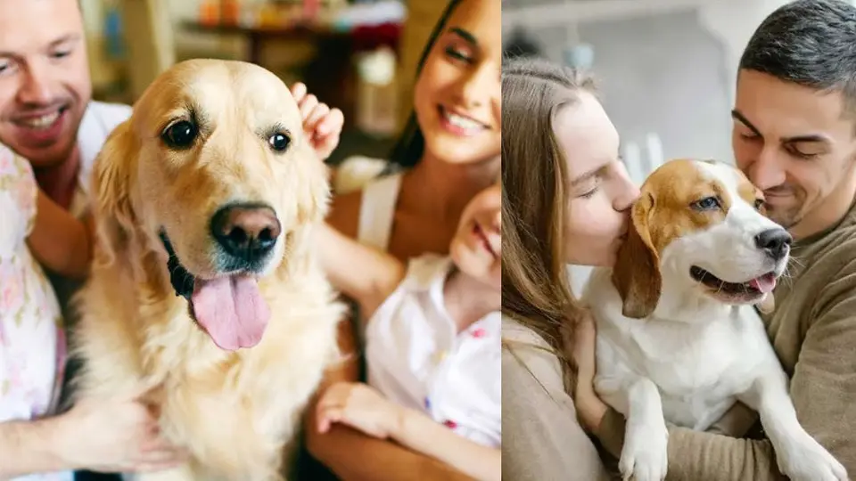 ¿Lo notaste? Científicos descubren que los perros actuales están evolucionando
