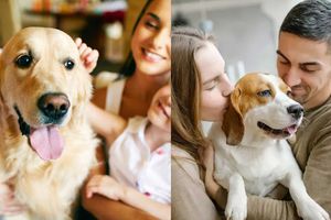 ¿Lo notaste? Científicos descubren que los perros actuales están evolucionando