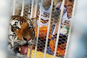 Aficionados de LSU reprueban planes de regresar a un tigre vivo enjaulado