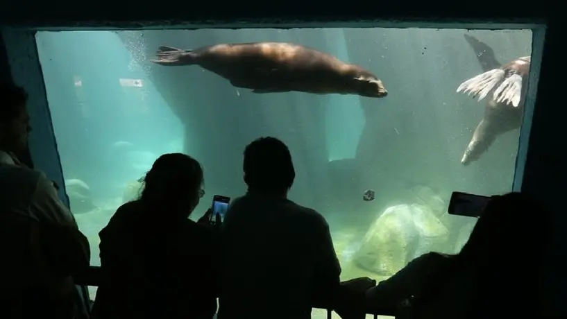 Hombre fallece al caer en estanque de los lobos marinos de Chapultepec
