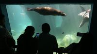 Hombre fallece al caer en estanque de los lobos marinos de Chapultepec
