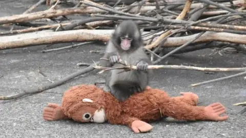 Punch, el mono viral que se aferra a un peluche tras ser abandonado por su madre