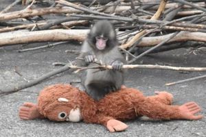 Punch, el mono viral que se aferra a un peluche tras ser abandonado por su madre